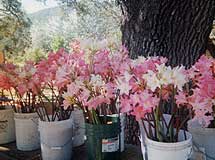 Illegal flower vendor.