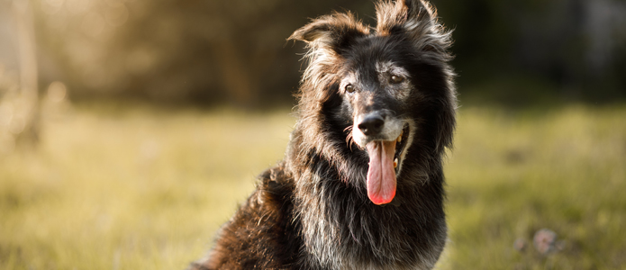 Senior dog in a field